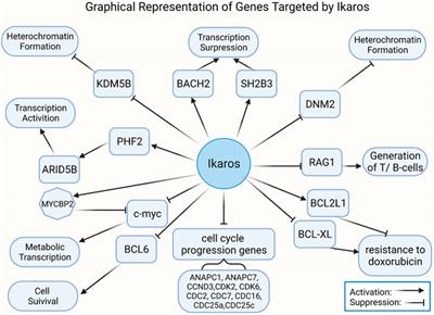 Ikaros Proteins in Tumor: Current Perspectives and New Developments